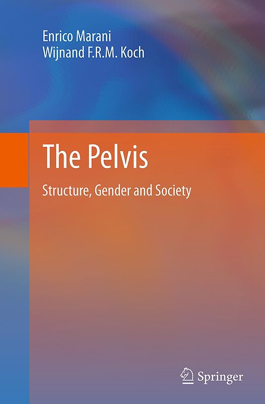 The Pelvis