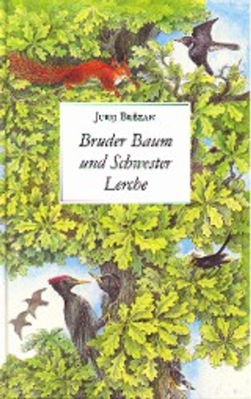 Bruder Baum und Schwester Lerche