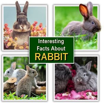 Interesting Facts about Rabbit: Rabbit Educational Wildlife Picture Book for Kids