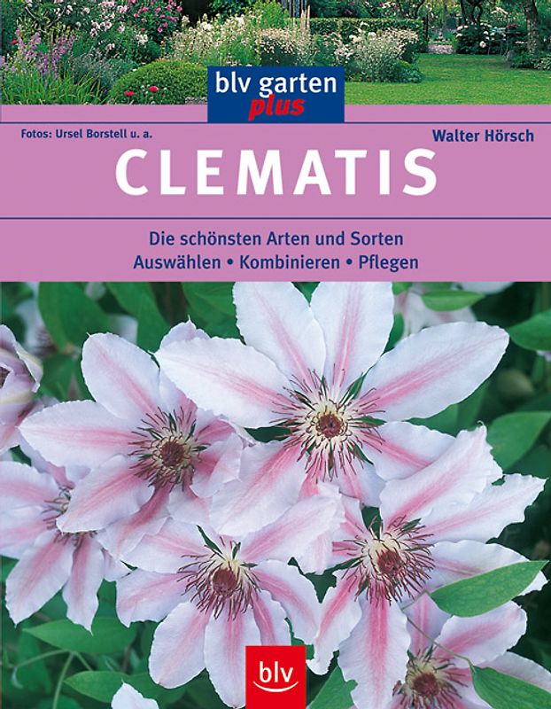 Clematis