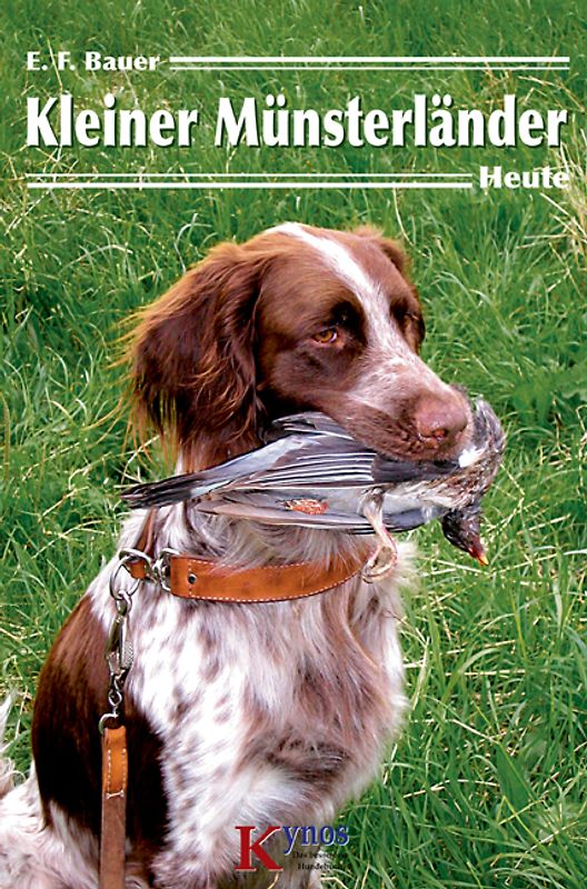 Kleiner Münsterländer - Heute