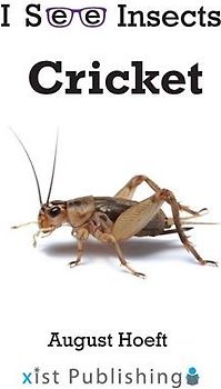 Cricket