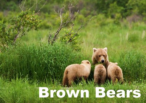 Brown Bears (Poster Book DIN A3 Landscape)