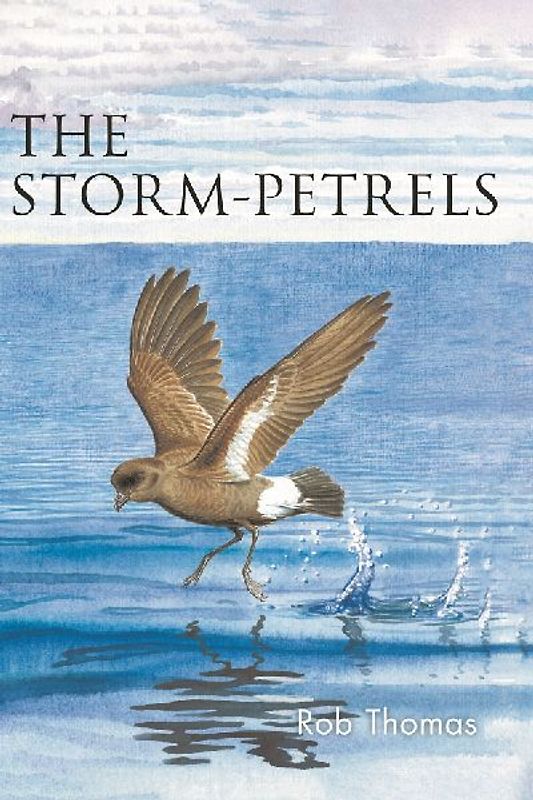 The Storm-Petrels