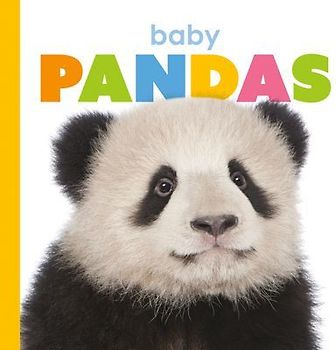 Baby Pandas