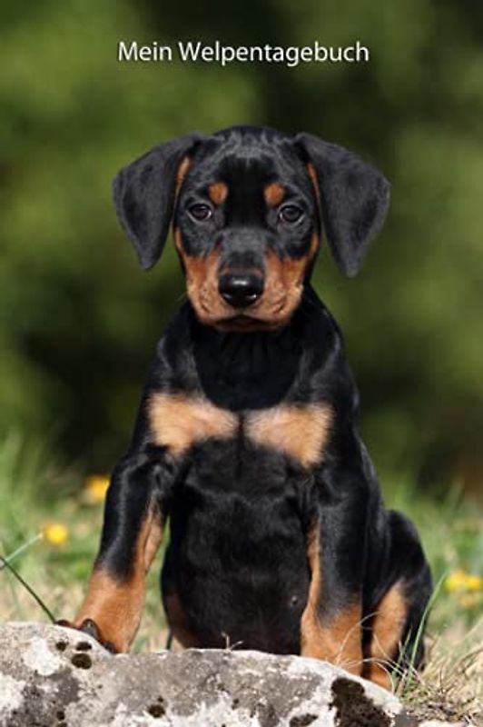 Mein Welpentagebuch: die ersten Monate mit meinem Deutschen Pinscher (Deutscher Pinscher - alle Bücher: Trainingstagebuch, Krankenakte, BARF Planer und Welpentagebuch, Band 5)