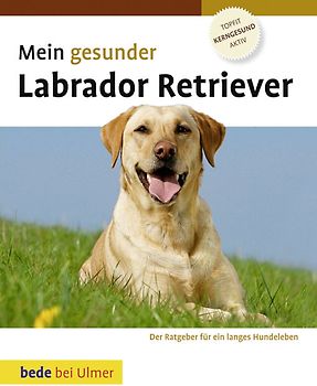 Mein gesunder Labrador Retriever