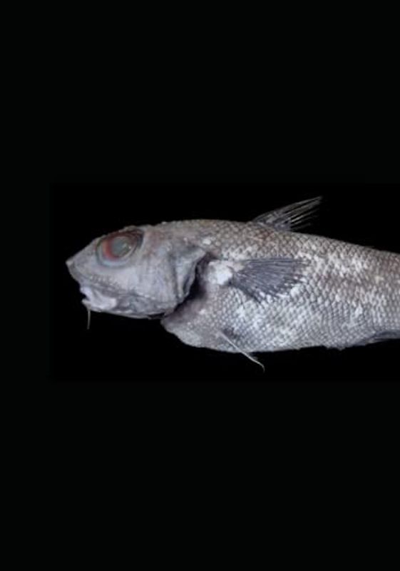 Nordseefauna I: Wirbeltiere