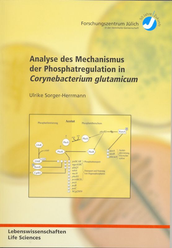Analyse des Mechanismus der Phosphatregulation in Corynebacterium glutamicum