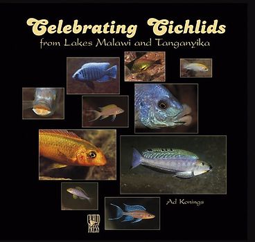 Celebrating Cichlids