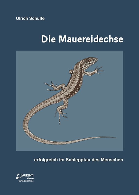 Die Mauereidechse