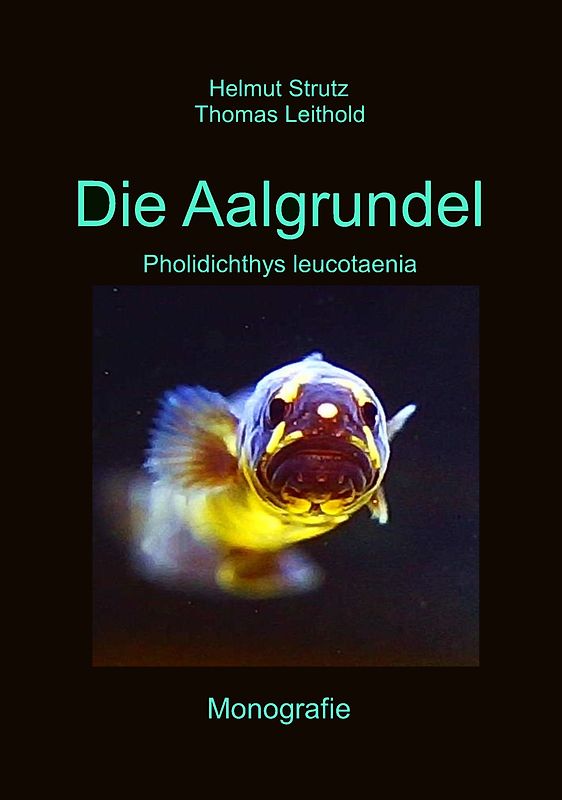 Aalgrundeln - Pholidichthys leucotaenia