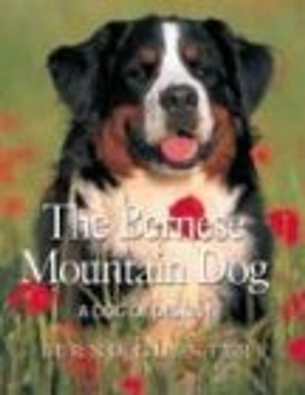 The Bernese Mountain Dog: A Dog of Destiny