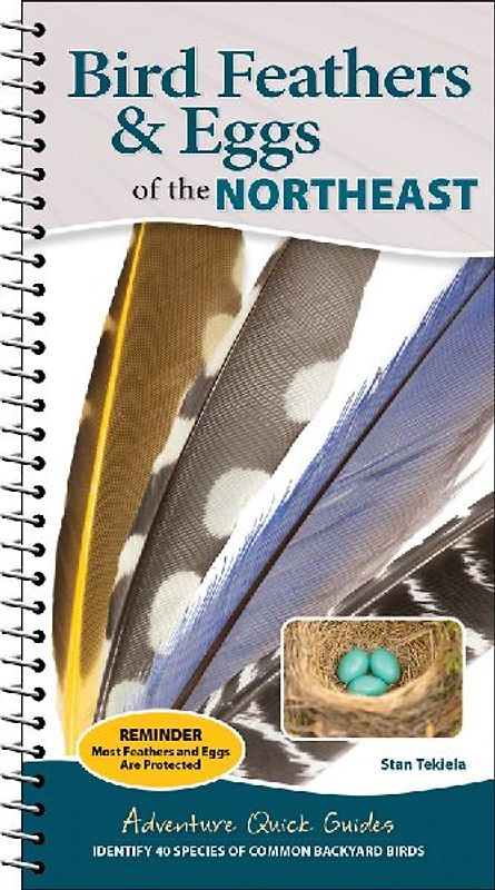 Bird Feathers & Eggs of the Northeast