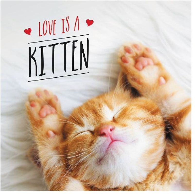 Love Is a Kitten