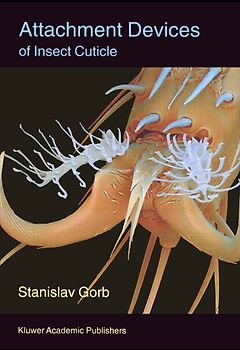 Attachment Devices of Insect Cuticle