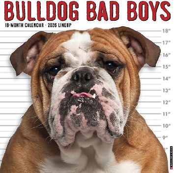 Bulldog Bad Boys 2026 12 X 12 Wall Calendar