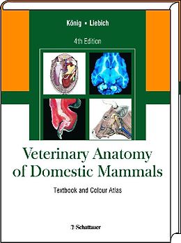 Veterinary Anatomy of Domestic Mammals
