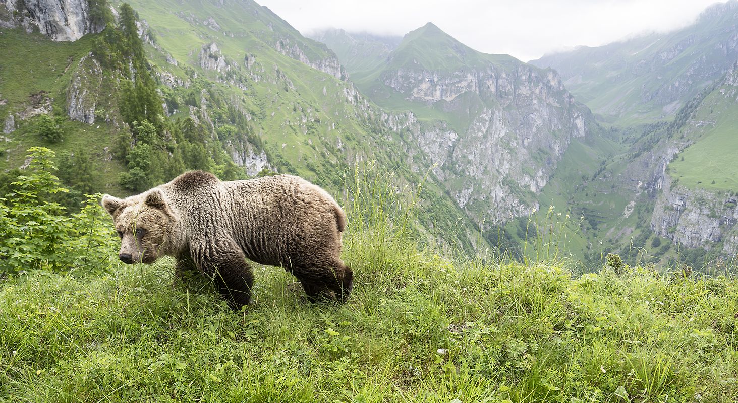 Ursus Brenta — Die Rückkehr der Bären in die Alpen
