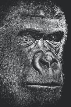 Gorilla Diary: 6 X 9 Ruled Notebook, Lined Journal For Writing, Gorilla On Black Cover - A Gorilla Gift For Your Friends