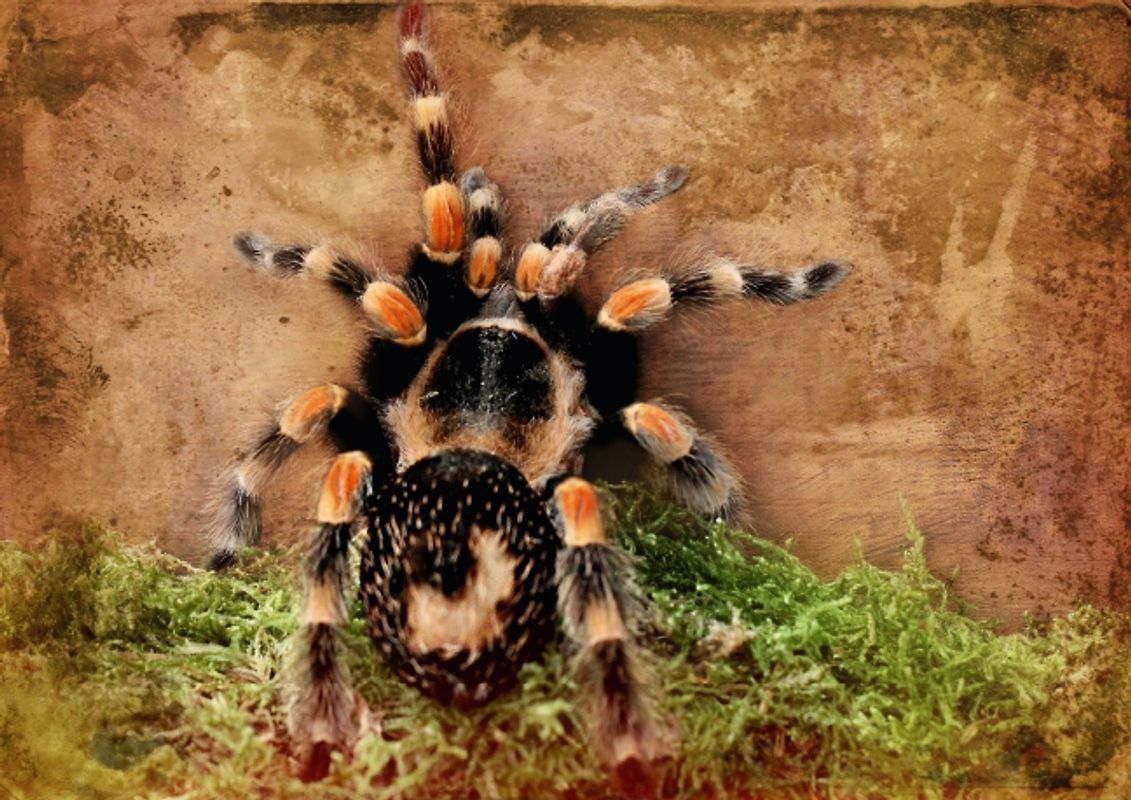 Besondere Tierfotografie (Posterbuch DIN A4 quer)