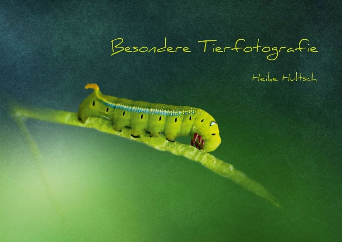 Besondere Tierfotografie (Posterbuch DIN A3 quer)