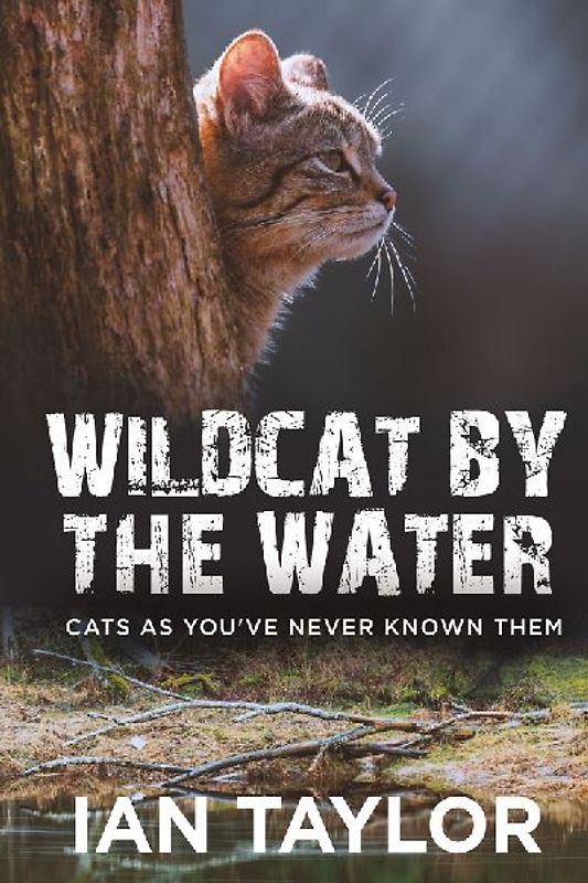 Wildcat By The Water