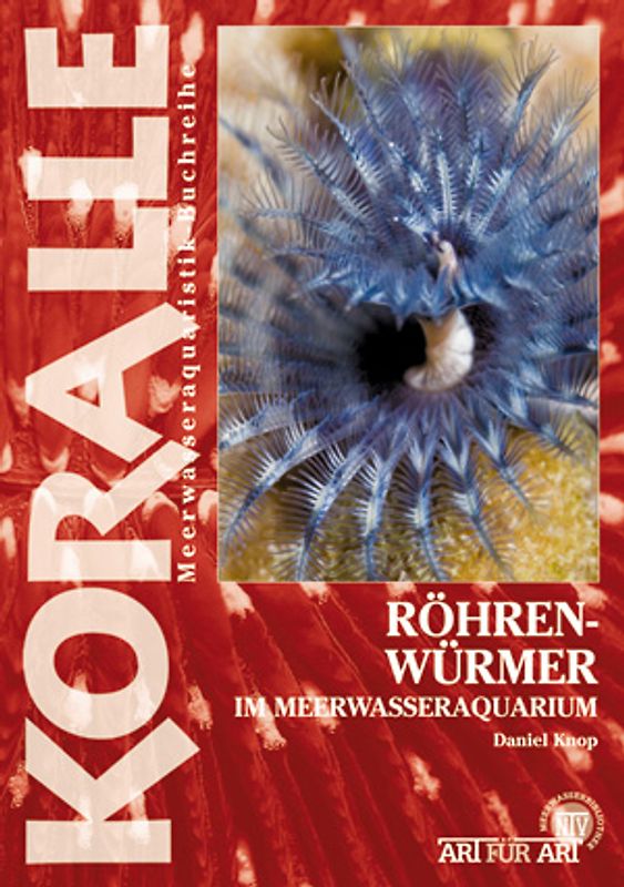 Röhrenwürmer im Meerwasseraquarium