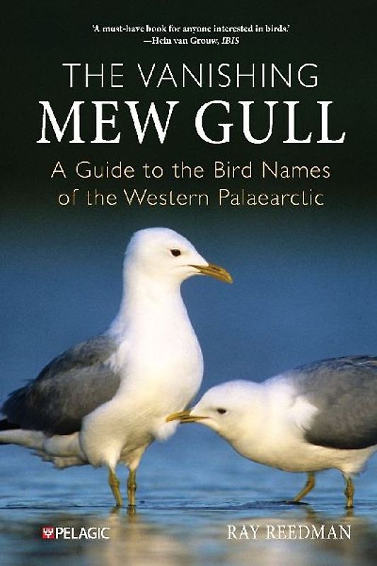 The Vanishing Mew Gull