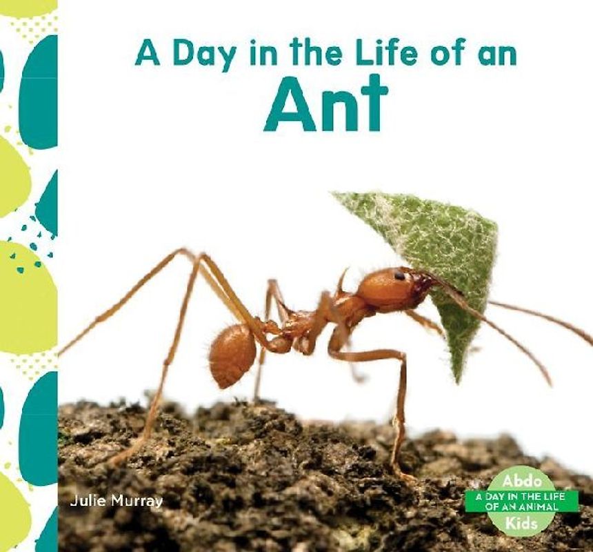Day in the Life of an Ant