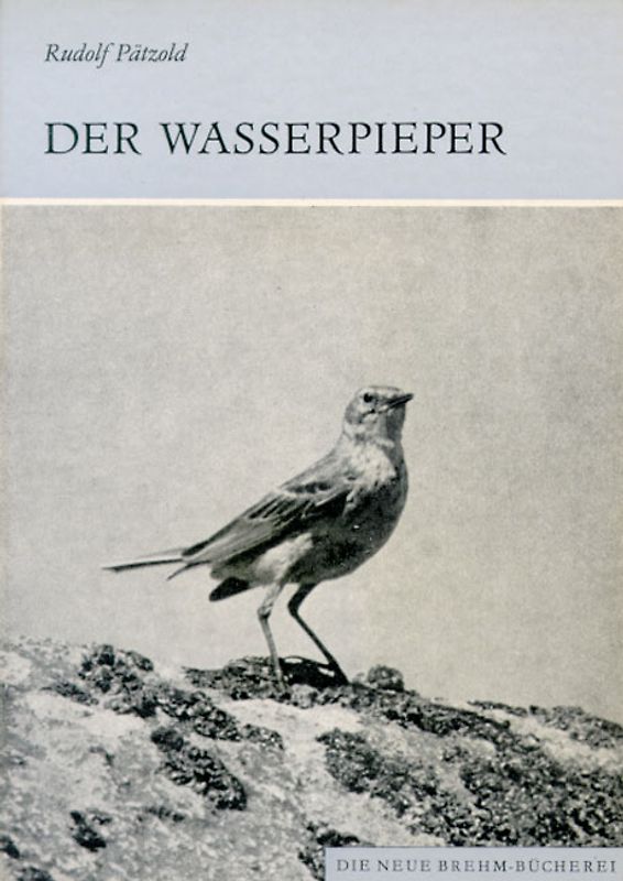 Der Wasserpieper. Anthus spinoletta