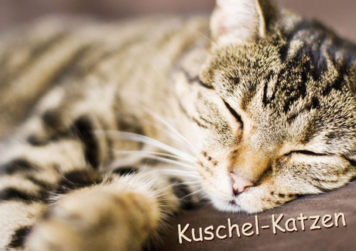 Kuschel-Katzen (Tischaufsteller DIN A5 quer)