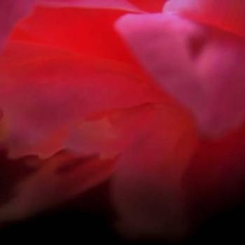 Ignis Fatuus - In Our Mad Bliss