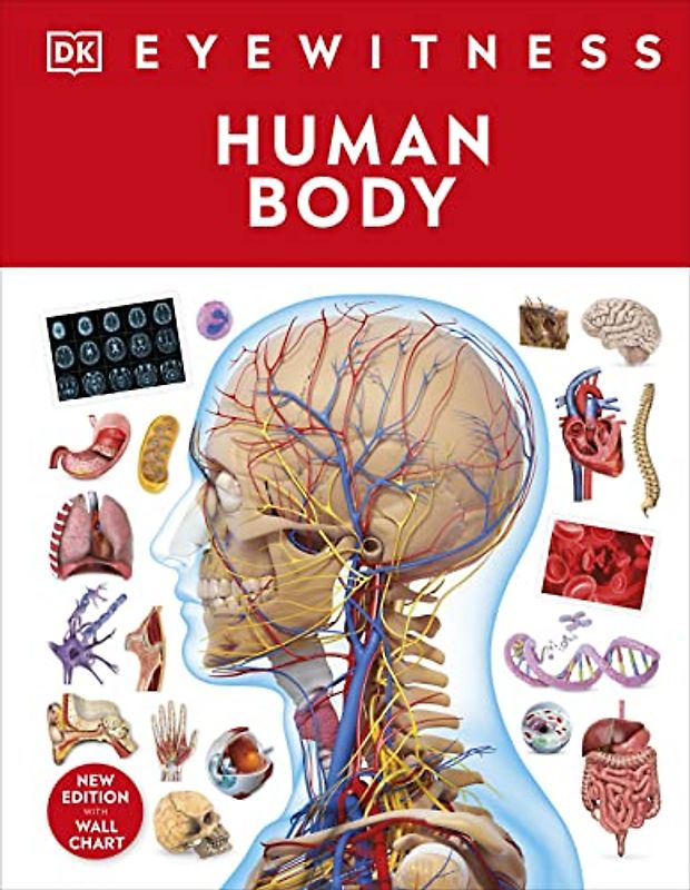 Human Body