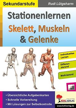 Stationenlernen Skelette, Muskeln und Gelenke