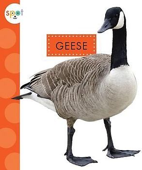 Geese