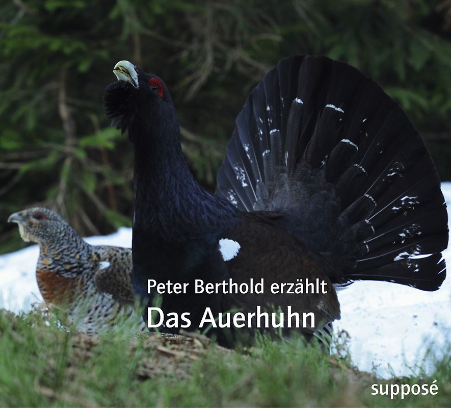 Das Auerhuhn