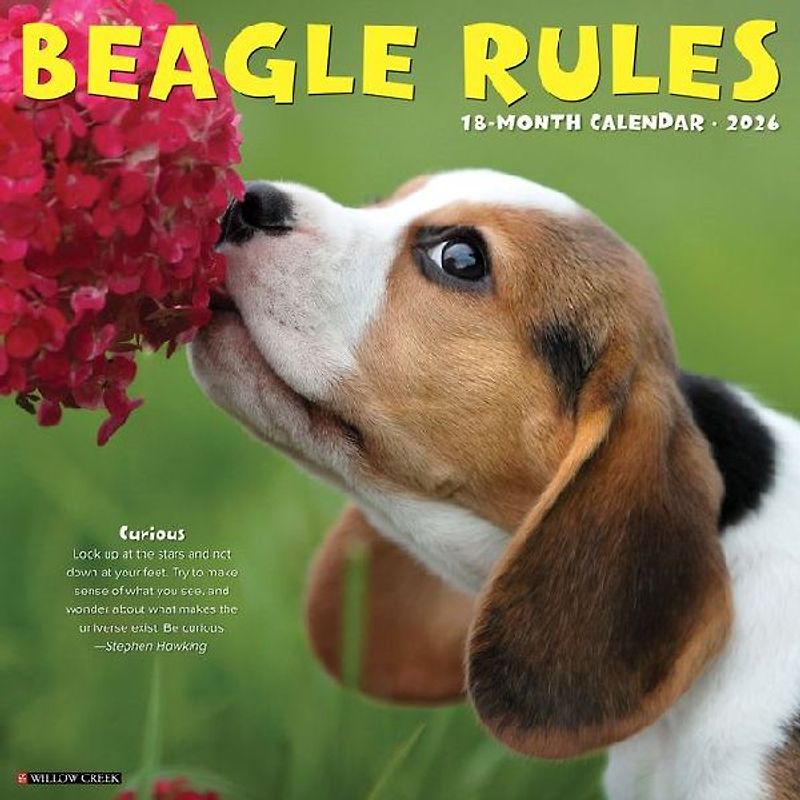 Beagle Rules 2026 12 X 12 Wall Calendar