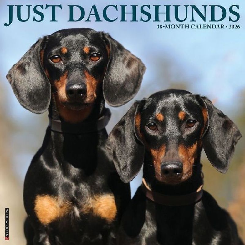 Dachshunds 2026 12 X 12 Wall Calendar