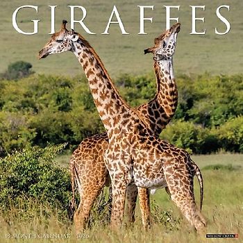 Giraffes 2026 12 X 12 Wall Calendar