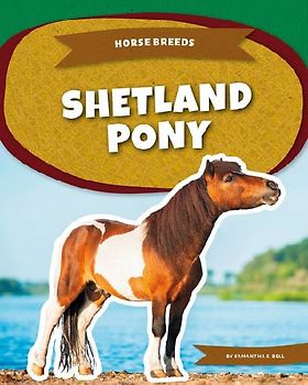 Shetland Pony