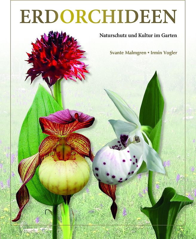 Erdorchideen