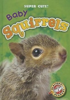 Baby Squirrels