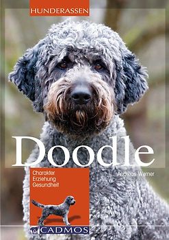 Doodle. Charakter, Erziehung, Gesundheit