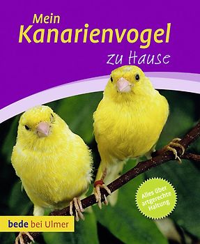 Mein Kanarienvogel zu Hause