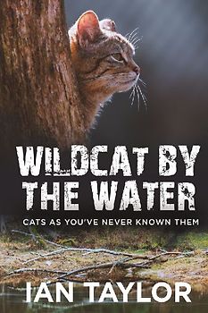 Wildcat By The Water