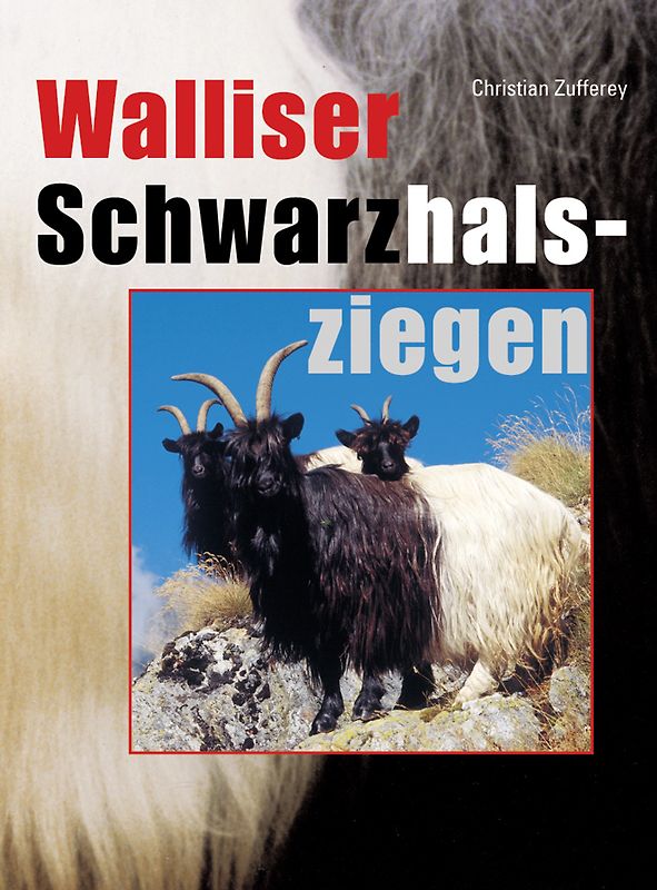 Walliser Schwarzhalsziege