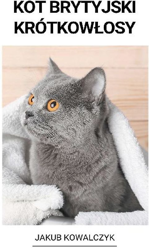 Kot brytyjski krótkowlosy