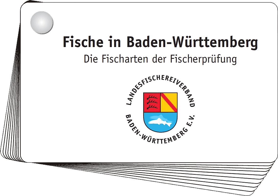 Aal bis Zander - Fischkartenset