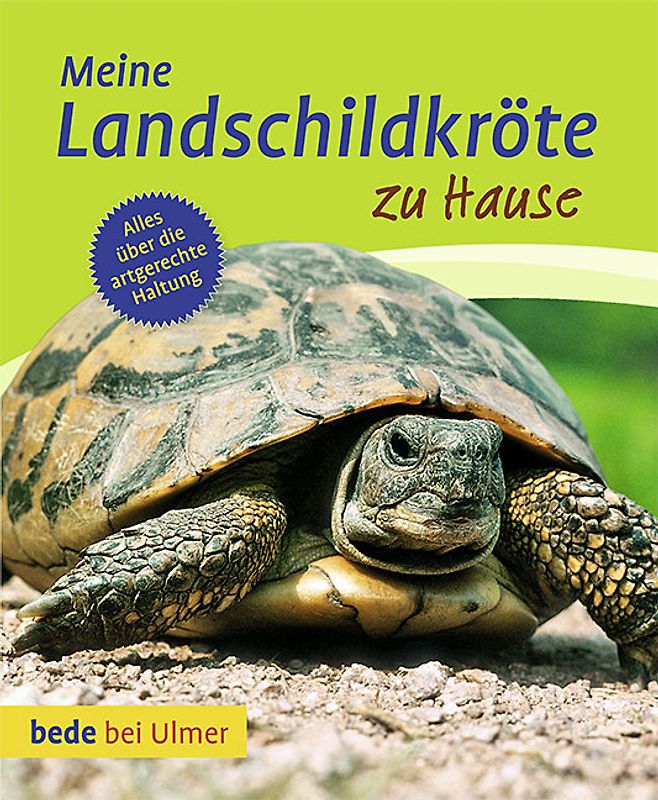 Meine Landschildkröte zu Hause